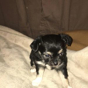 Meet your Posher, Annie